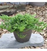 Juniperus horizontalis ´Prince of Wales´