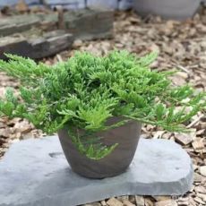 Juniperus horizontalis ´Prince of Wales´