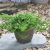 Juniperus horizontalis ´Prince of Wales´