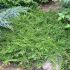 Juniperus horizontalis ´Prince of Wales´