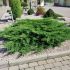 Juniperus horizontalis ´Prince of Wales´