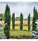 Taxus baccata ´Fastigiata Robusta´