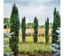 Taxus baccata ´Fastigiata Robusta´ Ø15 / 1,5L