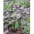 Bazalka x hybrida ´Magic Blue´®