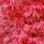 Acer palmatum ´Skeeter´s Broom´