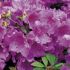 Azalea japonica ´Mix´
