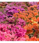 Azalea japonica ´Mix´