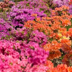 Azalea japonica ´Mix´