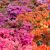 Azalea japonica ´Mix´