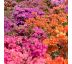 Azalea japonica ´Mix´ 3L / výška 30-40 cm