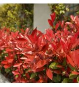 Photinia x fraseri 'Red Robin'