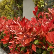 Photinia x fraseri 'Red Robin'