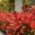 Photinia x fraseri 'Red Robin'