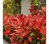 Photinia x fraseri 'Red Robin' 9x9/ odber min.30 kusov