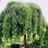 Sophora japonica ´Pendula´ na kmienku