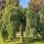 Sophora japonica ´Pendula´ na kmienku