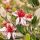 Feijoa sellowiana (Acca)
