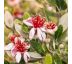 Feijoa sellowiana (Acca) 9L / výška 80-100 cm
