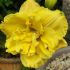 Hemerocallis 'Little Carnation´