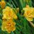 Hemerocallis 'Little Carnation´