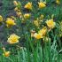 Hemerocallis 'Little Carnation´