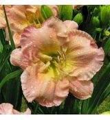 Hemerocallis ´Pink Puff´