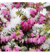 Erica carnea ´Winterfreude´