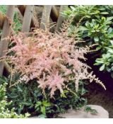 Astilbe chinensis ´Sprite´