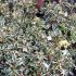 Abelia x grandiflora ´Confetti´®