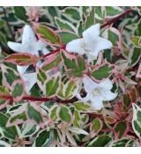 Abelia x grandiflora ´Confetti´®