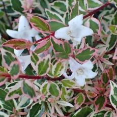 Abelia x grandiflora ´Confetti´®