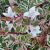 Abelia x grandiflora ´Confetti´® Abelia x grandiflora ´Confetti´®