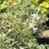 Abelia x grandiflora ´Confetti´®