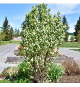 Amelanchier alnifolia ´Obelisk´®