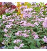 Caryopteris clandonensis ´Stephi´®