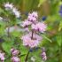 Caryopteris clandonensis ´Stephi´®