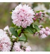 Deutzia hybrida ´Pink Pom Pom´