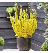 Forsythia x intermedia 'Mikador' ®