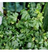 Hedera helix ´Green Ripple´