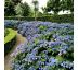 Hydrangea serrata ´Magic Pillow´® Ø15 / 1,5L