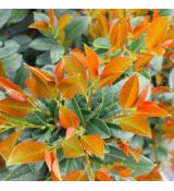 Prunus laurocerasus ´Copperbell´®