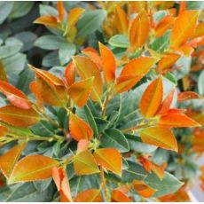 Prunus laurocerasus ´Copperbell´®
