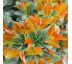 Prunus laurocerasus ´Copperbell´® 3L