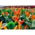 Prunus laurocerasus ´Copperbell´®