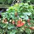 Fragaria ananassa ´Sweet Marathon´
