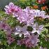 Clematis ´Hagley Hybrid´