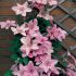 Clematis ´Hagley Hybrid´