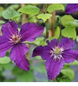 Clematis ´Rasputin´