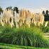 Cortaderia selloana