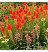 Kniphofia ´Papaya Popsicle´